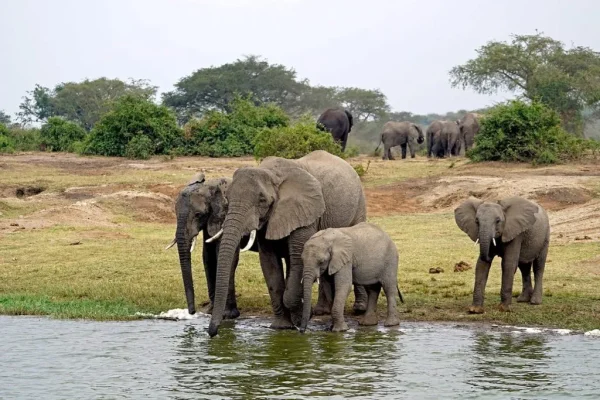 queen-elizabeth-park-elephants-1024x683.webp111